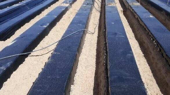 Plásticos-Tif Junta Andalucía|portada 70 (2)|Plasticos-TIF|Cultivo de fresas en Huelva